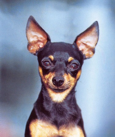 Pražský krysařík