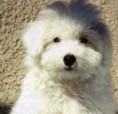 Coton de Tuléar